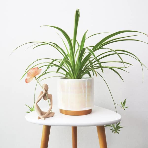 OGETFUUR 3-Pack Indoor Ceramic Planter with Drainage Hole