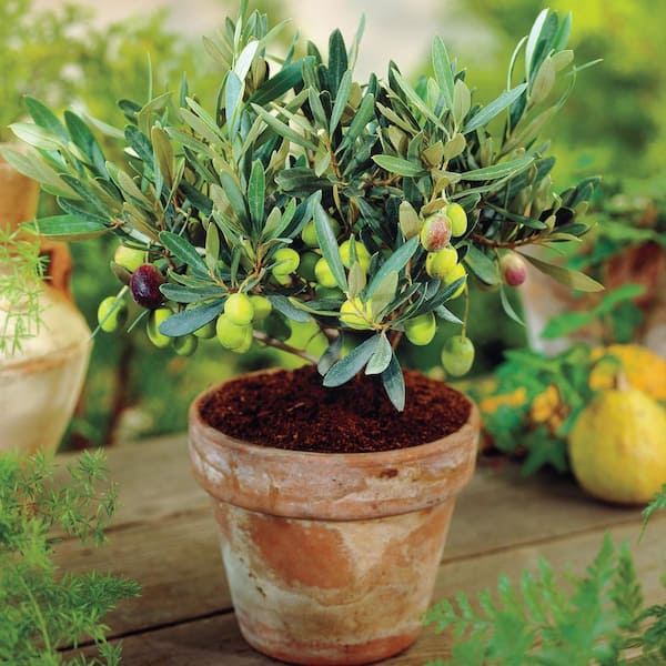 Manzillo Olive Tree (Olea) Potted Tropical Starter Plant (1-Pack)
