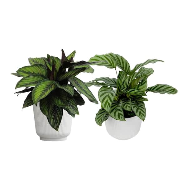 1.5 qt. Pet Friendly Houseplants Bundle: Calathea Freddie & Ornata Indoor Plants in 6 in. White Decorative Pot