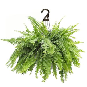 10 in. Boston Fern Hanging Basket Plant with Green Foliage
