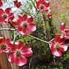 ornamental-trees-dogchb05g-c3.1