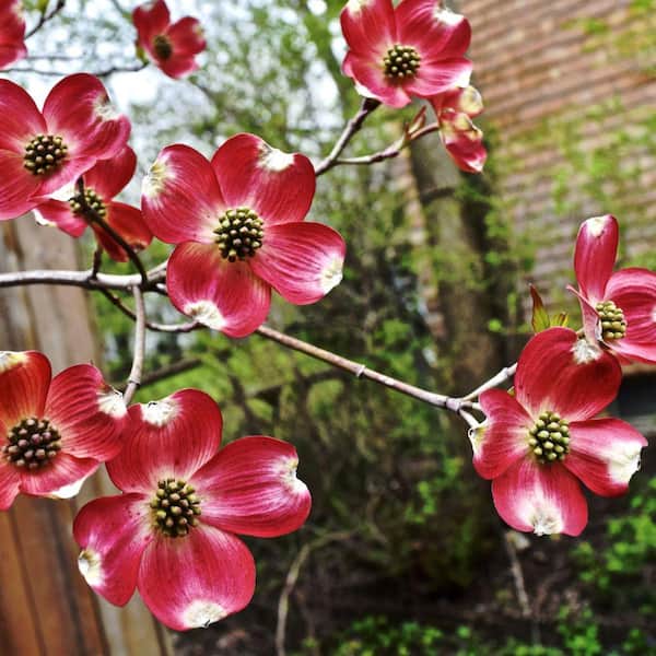 5 Gal. Cherokee Brave Dogwood Flowering Deciduous Tree with Red Flowers