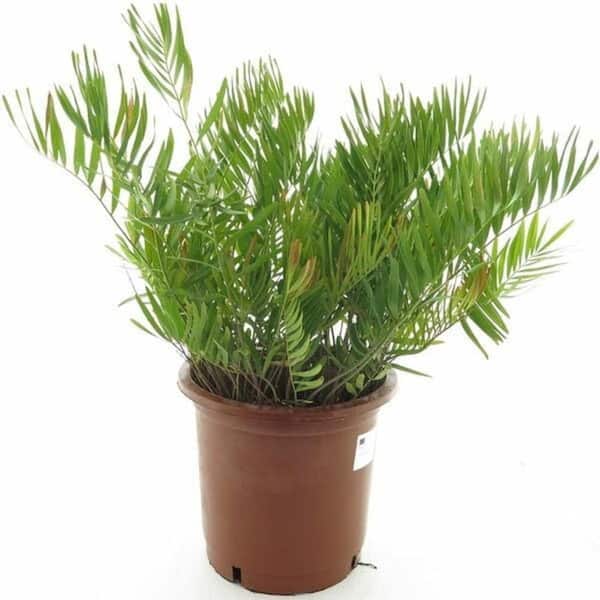 Wekiva Foliage Coontie Palm-4 Live Starter Plants in Liners-Zamia Floridana-Rare Shrub Ornamental Palms of Florida