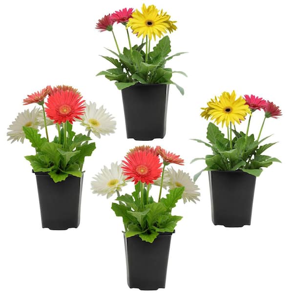 indoor multiple plant stand 3 Tier Decorative Black Metal Plant Stand, Planter Holder, Multi Plant –  MyGift main image 0