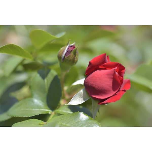 3 Gal. Florentina Live Rose Plant with Red Flower (1-Pack)