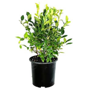 2.25 Gal. Elliot Blueberry Live Plant with Large, Firm Berries