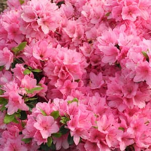 1 Gal. Tradition Azalea Live Flowering Evergreen Shrub, Pink Flowers