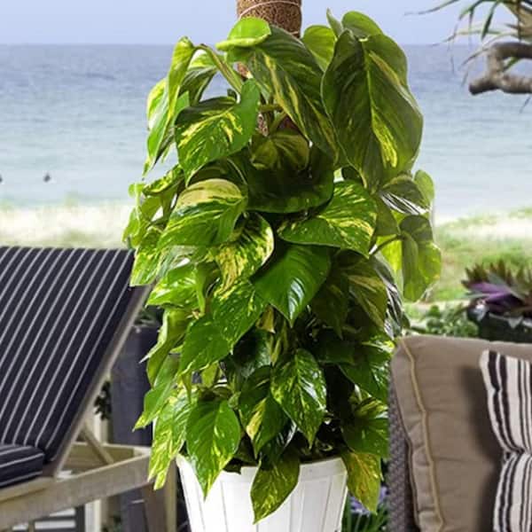 potted plant tree Money Tree Plant | Tropical Indoor Plants & Houseplants for Delivery main image 1