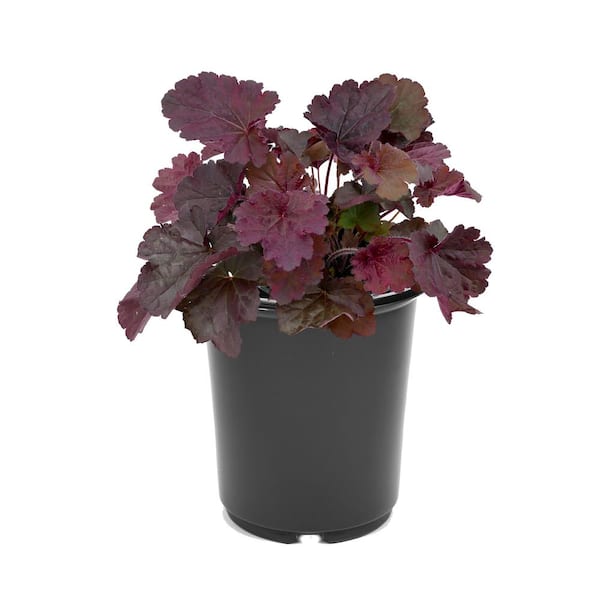 Unbranded 2.5 QT Heuchera Forever Purple Perennial Plant with Pink Flowers - 1 Pack