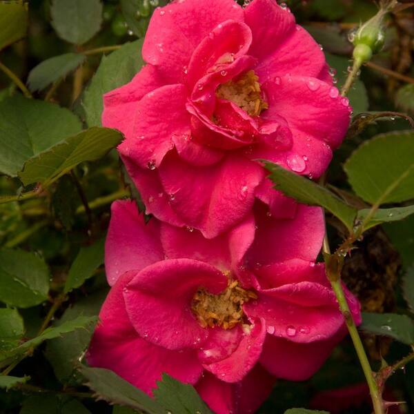 Southern Living Plant Collection 2 Gal. All Flutter Shrub Rose - Pink Blooming, Live Shrub