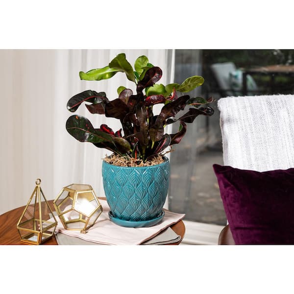 Colusa Small Teal Leaf Textured Ceramic Planter with Drainage Hole and Attached Saucer (6 in. L x 6 in. W x 6 in. H)