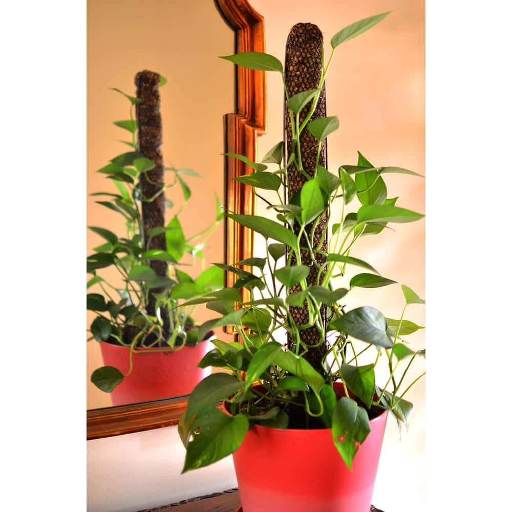 24" Brown Sphagnum Moss Plant Support Pole