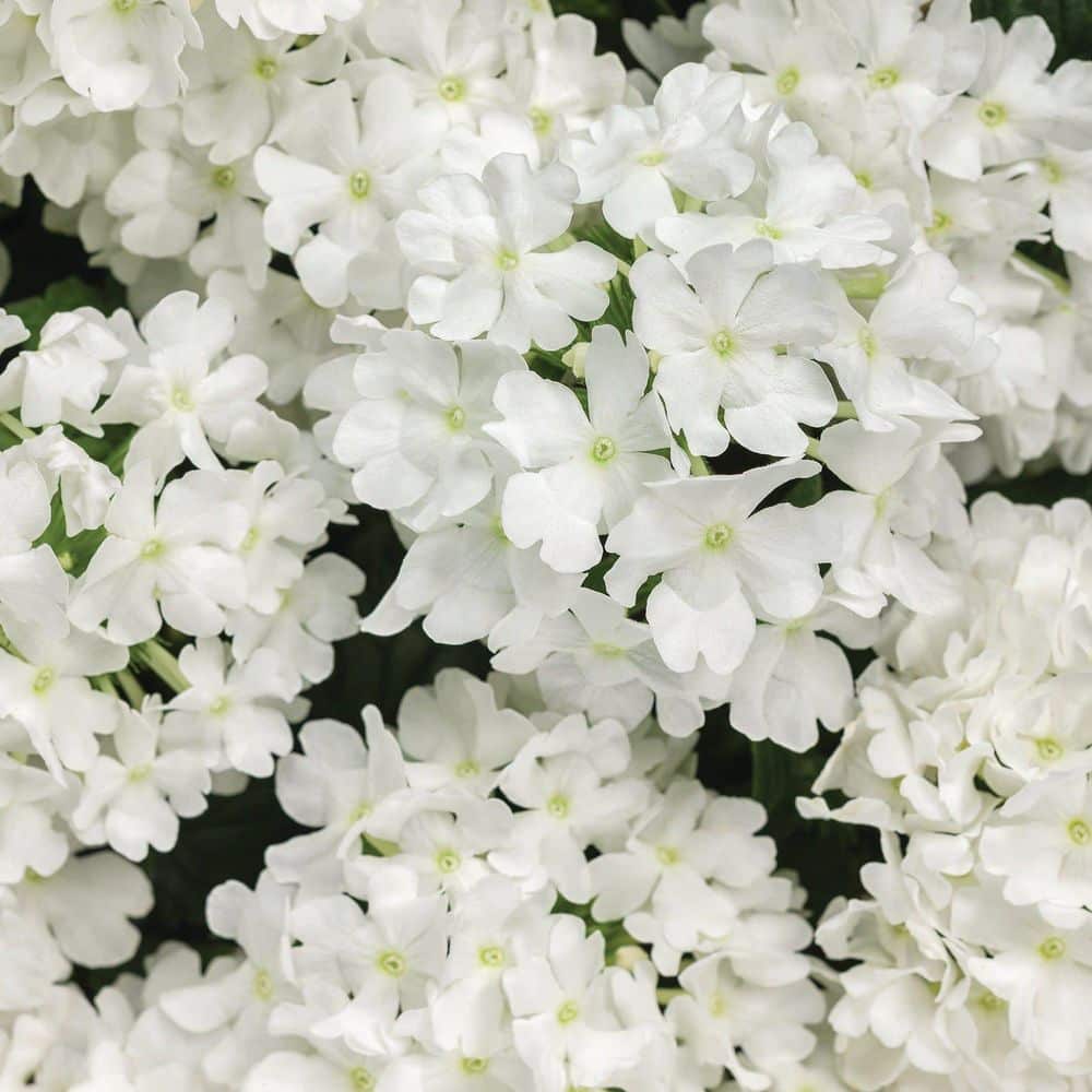 Proven Winners 4.25 in. Eco+ Grande Superbena Whiteout (Verbena