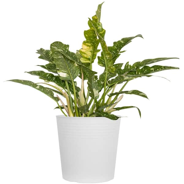 United Nursery Live Ring of Fire Philodendron Exotic Variegated Houseplant in 10 in. White Decor Pot