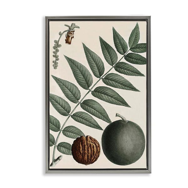 Stupell Industries Vintage Walnut and Leaf by Graffi tee Studios Gray Floater Frame Nature Graphic Art Print 31 in. x 21 in.