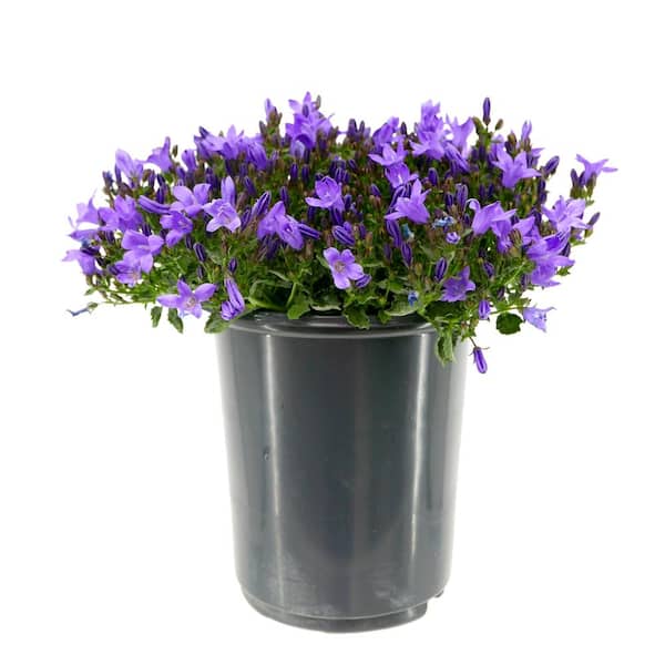 Unbranded 2.5 qt. Campanula Portenschlagiana Catharina Perennial Plant with  Purple Flowers (2-Pack) 2422
