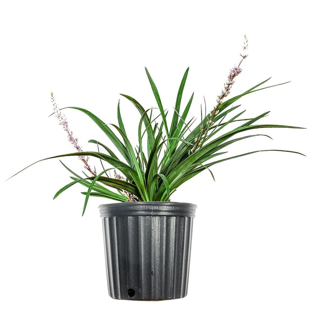 1 Gal. Super Blue Liriope in Grower's Pot, Blueish Purple Flowering Lilyturf price history on PriceWatchPro