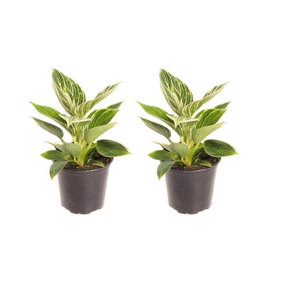 4 in. Philodendron Birkin Plant in Grower Pot (2-Pack) price history on PriceWatchPro