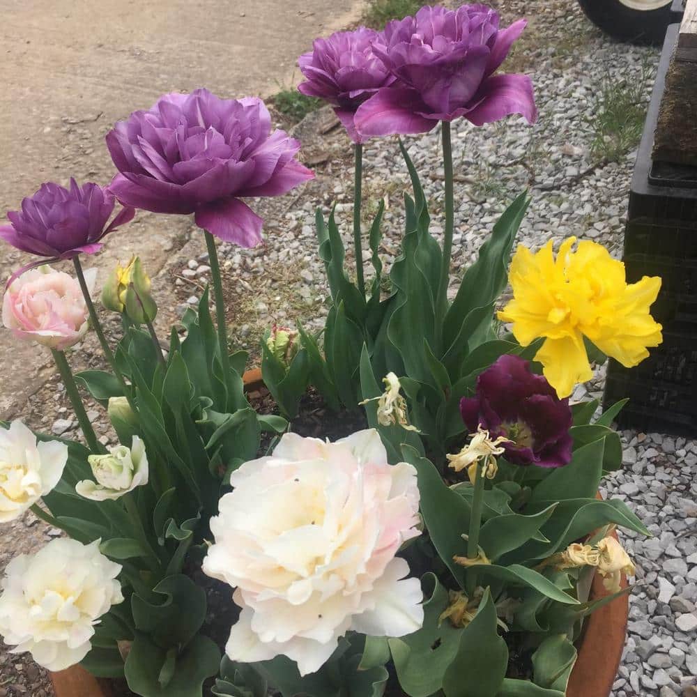 Assorted Double Late Tulip Plant Bulbs (25-Pack)