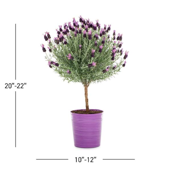METROLINA GREENHOUSES 2.5 Qt. Lavender Tree Perennial Plant (1