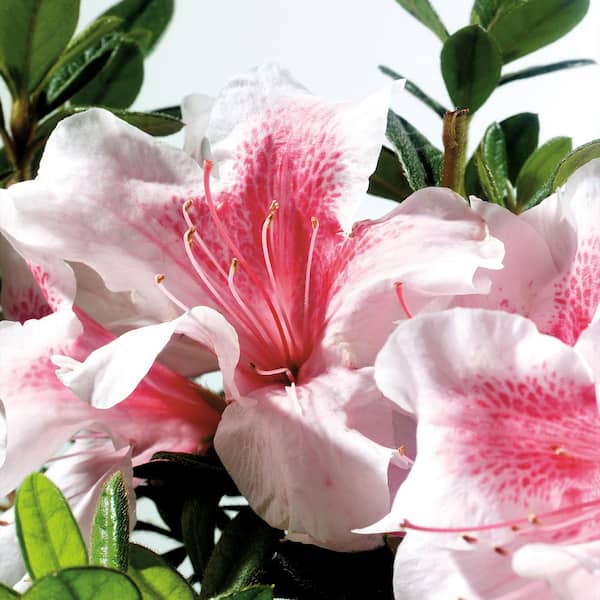 ENCORE AZALEA 2 Gal. Autumn Chiffon Azalea Shrub with Bi