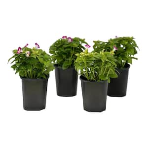 1.38 Pt. Torenia Kauia Rose in 4.5 In. Grower's Pot (4-Plants)