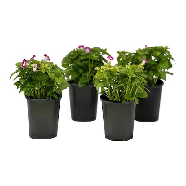 Pure Beauty Farms 1.38 Pt. Torenia Kauia Rose in 4.5 In. Grower's Pot (4-Plants)
