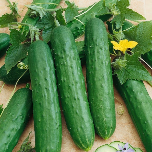 6.1 in. Cucumber Healthy Seed Grow Kit