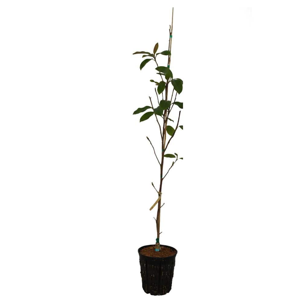 2 gal. Genie Deciduous Japanese Magnolia Tree with Purple Flowers