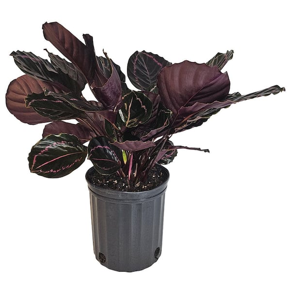 NATURE'S WAY FARMS 4 in. ZZ Plant Indoor Tropical Houseplant (1