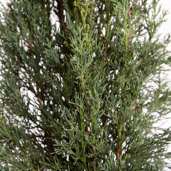 2.5 qt. Italian Cypress (Cupressus Sempervirens) Live Evergreen Tree, Narrow Columnar Growth