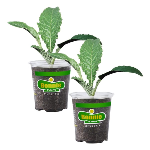 Bonnie Plants 25 oz. Artichoke Plant (2-Pack)