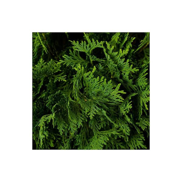 2.25 Gal. Thuja Danica Globe Arborvitae Evergreen Shrub (1 each