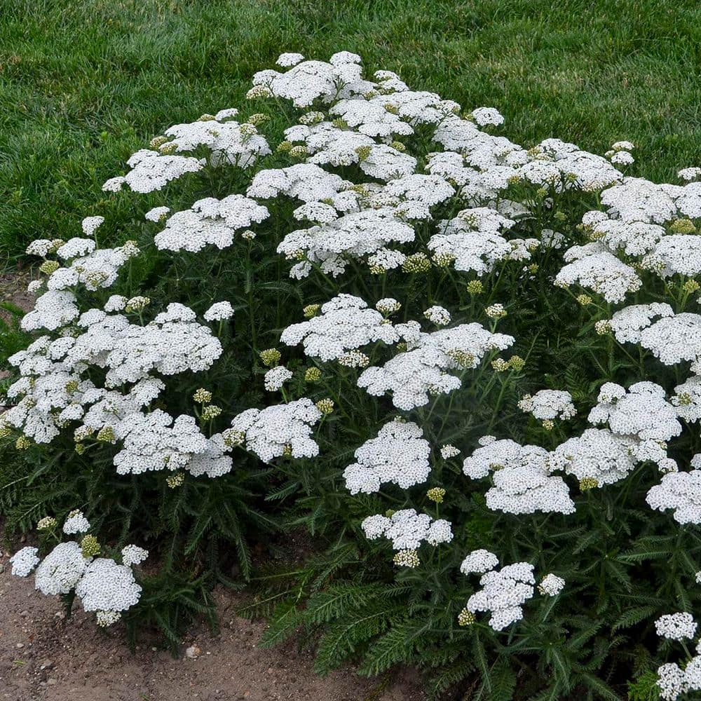 Ivory White Achillea Hybrid Yarrow Plant in 1-Gallon Pot