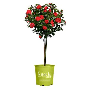 3 Gal. Red Double Knock Out Rose Tree with Red Flowers