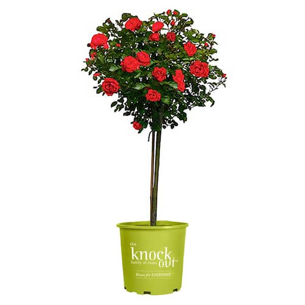 KNOCK OUT 3 Gal. Red Double Knock Out Rose Tree with Red Flowers