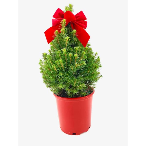 BELL NURSERY 1 Gal. Dwarf Alberta Spruce Live Evergreen Shrub in Holiday Pot with Red Decorative Bow