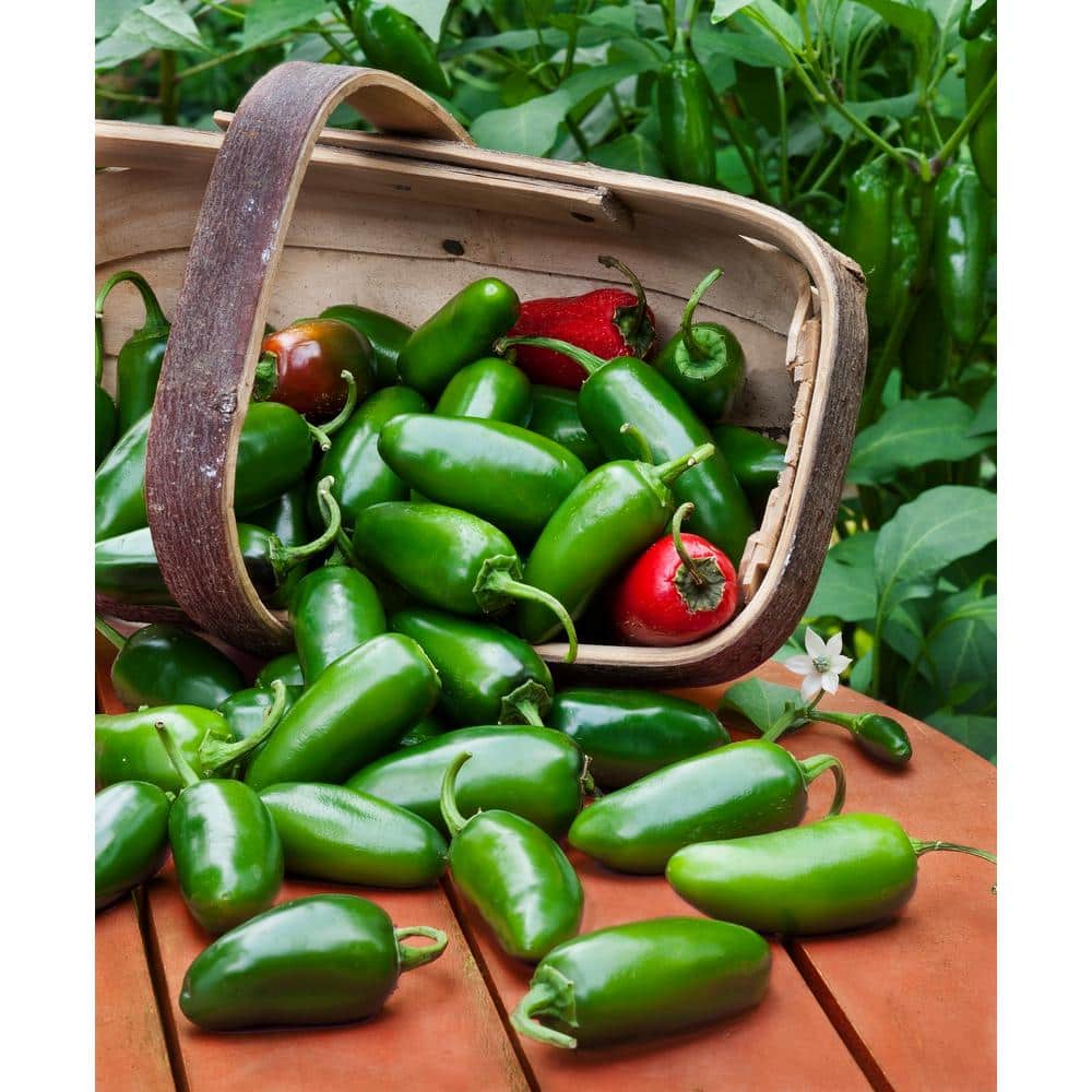 pepper bonnie-plants-peppers-117370-