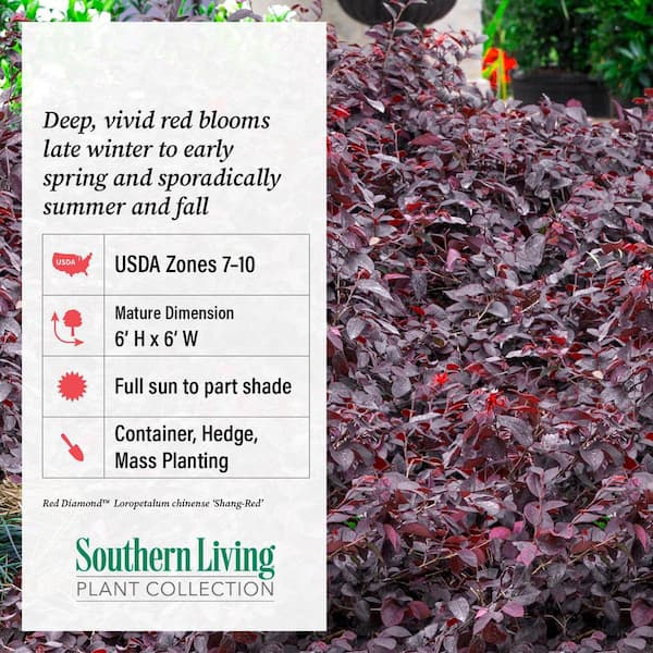 SOUTHERN LIVING 2 Gal. Red Diamond Midsize Loropetalum, Evergreen