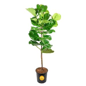 Ficus Lyrata Fiddle Leaf Fig Standard Indoor Plant in 14 in. Grower's Pot, Average Shipping Height 5-6 ft. Tall