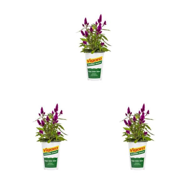 Vigoro 2 qt. Celosia Woolflower Intenz Dark Purple Annual Plant (3-Pack)