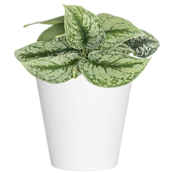 4 in. Silver Satin Pothos Scindapsus pictus Live Indoor Plant in White Decor Pot