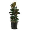 3 Gal. D.D. Blanchard Southern Magnolia Tree MAGDDB03G - The Home Depot