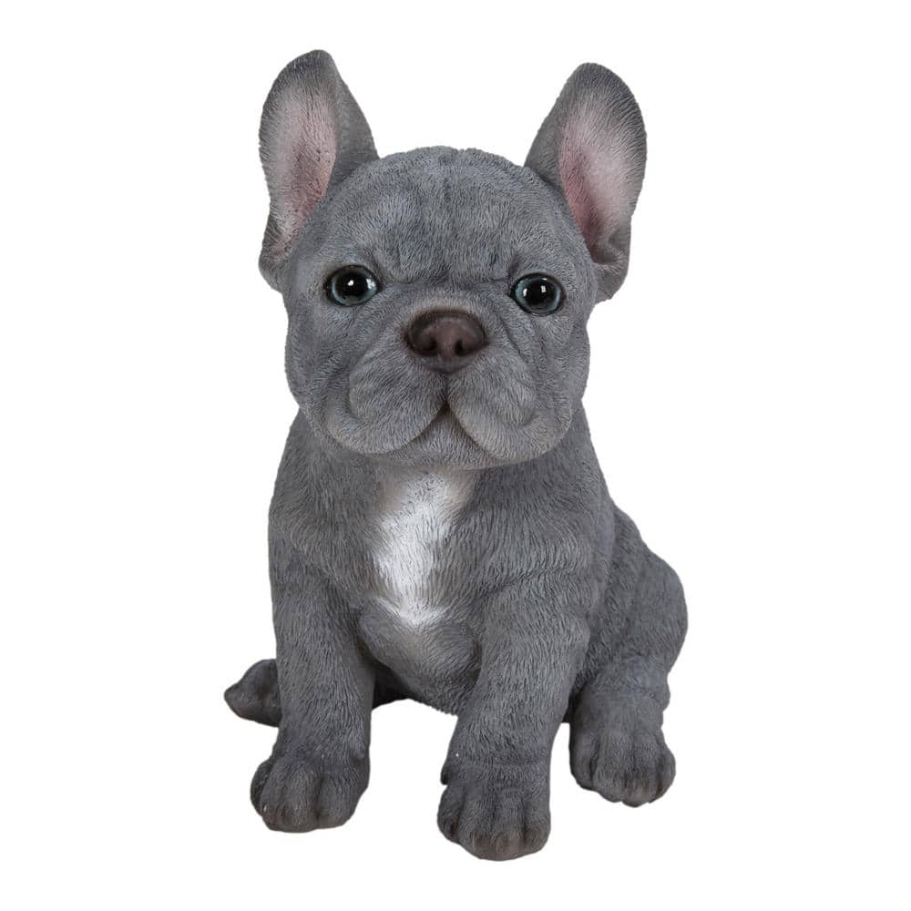 french bulldog white