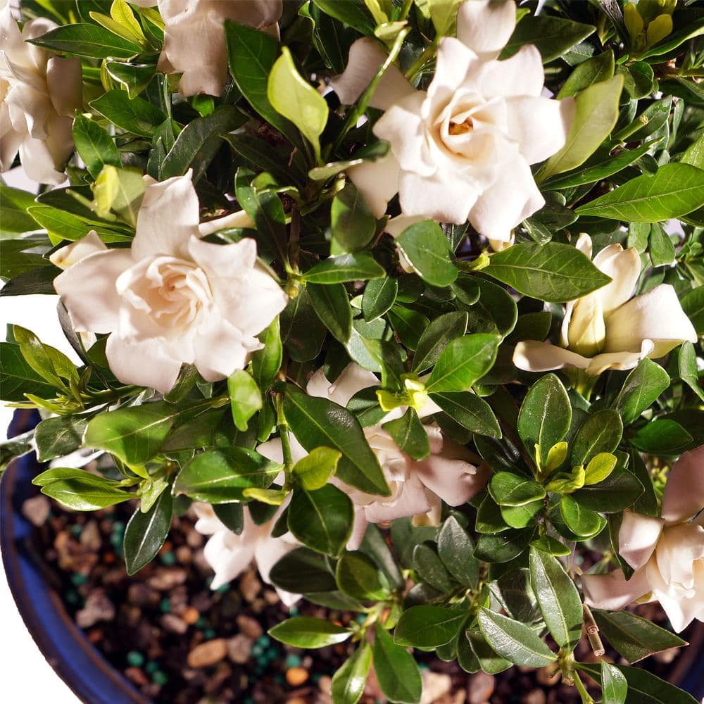 Gardenia Bonsai Tree in Decorative Green Container