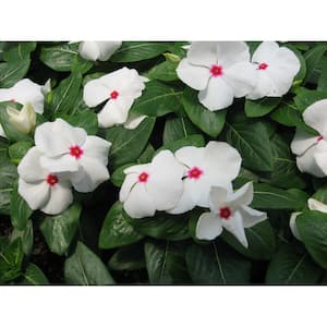 1.38 Pt. Vinca Cora Periwinkle Plant Polka Dot White Flowers in 4.5 in. Grower's Pot (4-Plants)