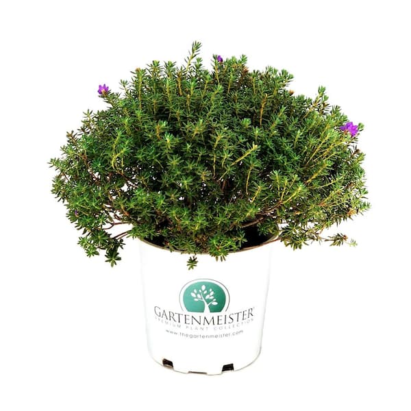 Unbranded 2.0 Gal. Dwarf Purple Rhododendron (Rhododendron Impeditum) Shrub with Purple Flowers 1-Each