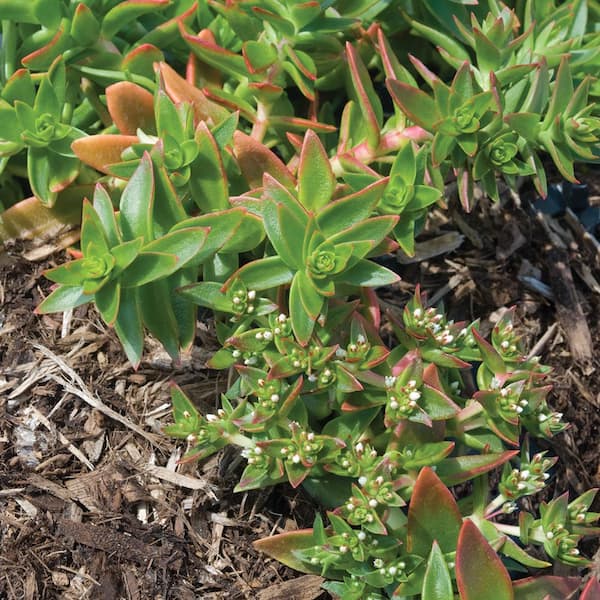 SMART PLANET 1 Gal. Capitella Campfire Crassula Succulent Plant