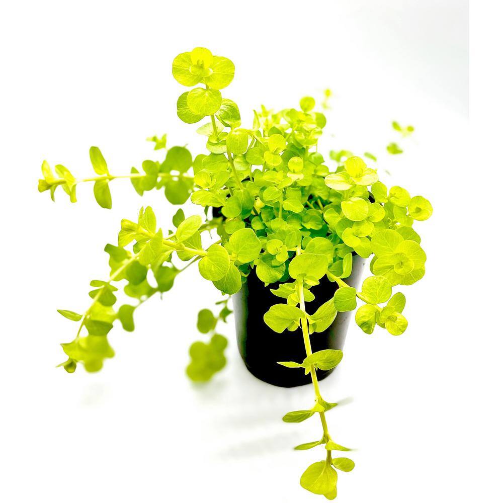 Creeping Jenny Plant (18Pack) 19617 The Home Depot