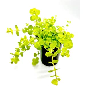 4 in. Creeping Jenny Plant (10-Pack)